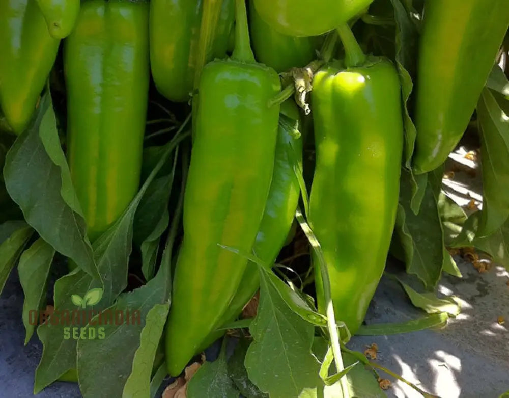 Hot Pepper Seeds - Anaheim Chili For Vibrant Flowers | Ideal Planting In Your Garden