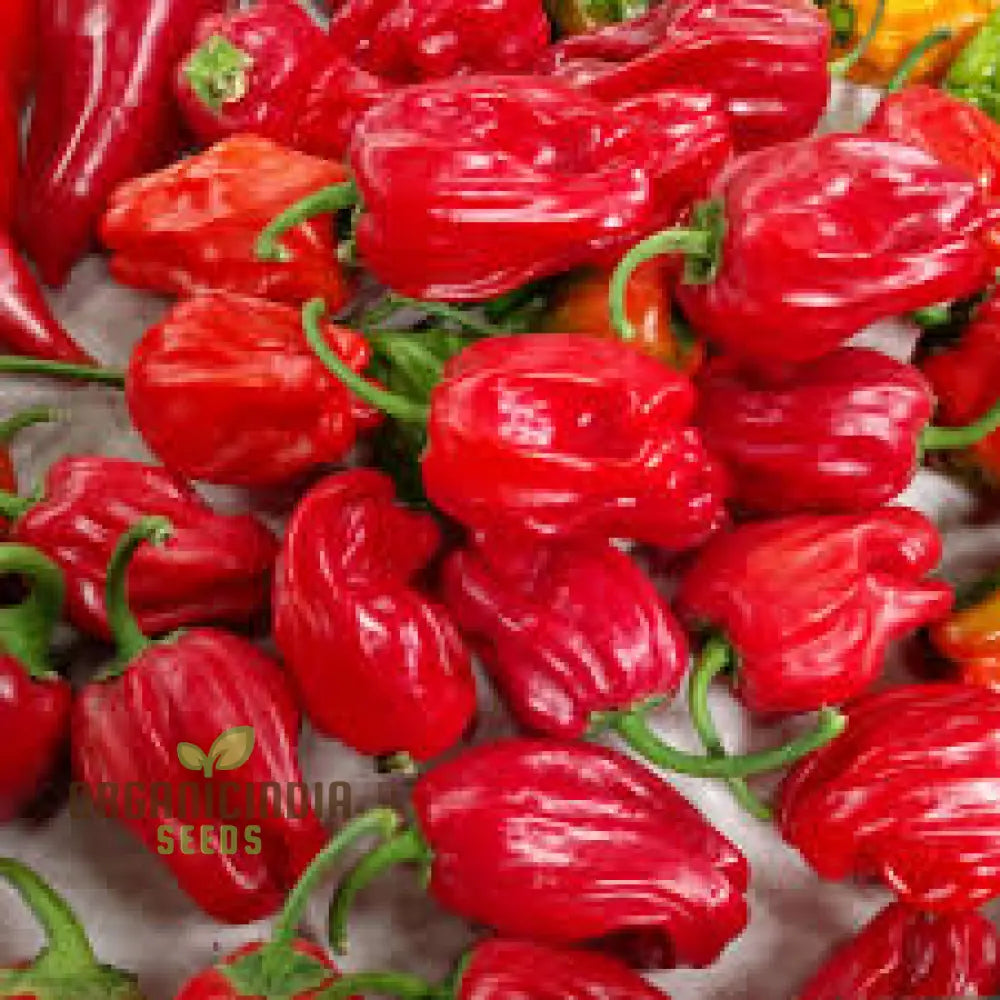 Hot Pepper Seeds - Caribbean Blend For Vibrant Flowers And Garden Planting