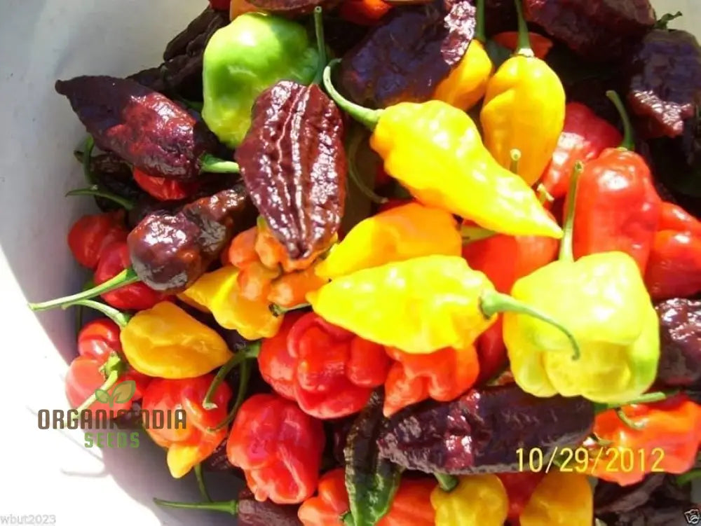 Hot Pepper Seeds - Caribbean Blend For Vibrant Flowers And Garden Planting