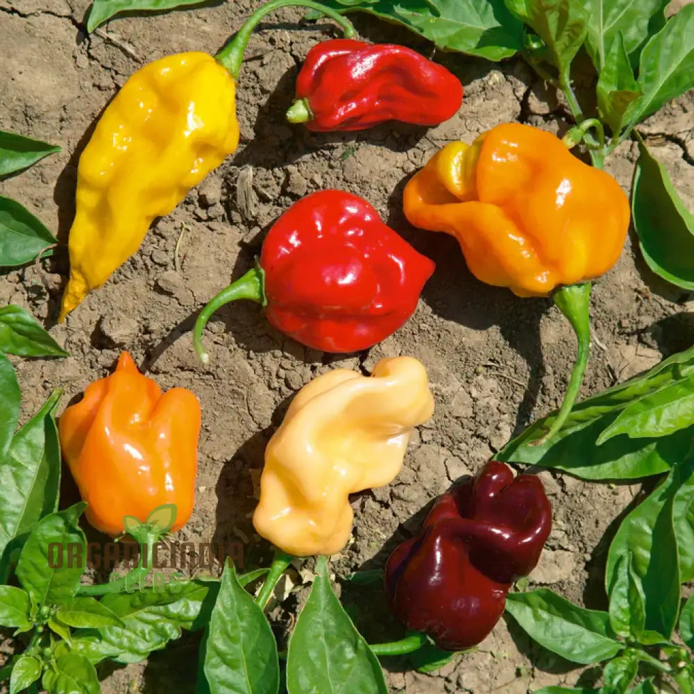 Hot Pepper Seeds - Caribbean Blend For Vibrant Flowers And Garden Planting