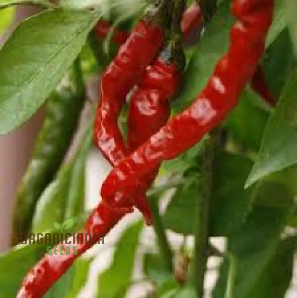 Hot Pepper Seeds - Cayenne Long Red Thin For Vibrant Flowers Ideal Planting