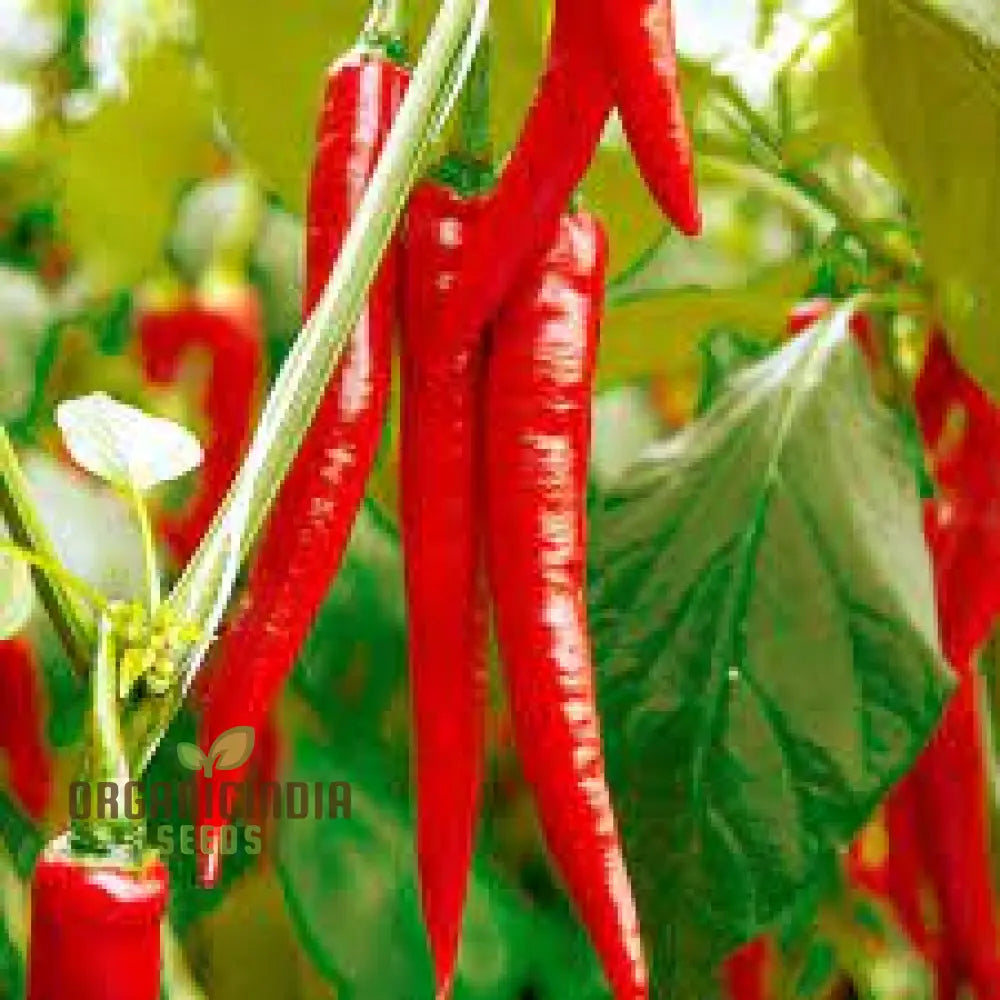 Hot Pepper Seeds - Cayenne Long Red Thin For Vibrant Flowers Ideal Planting