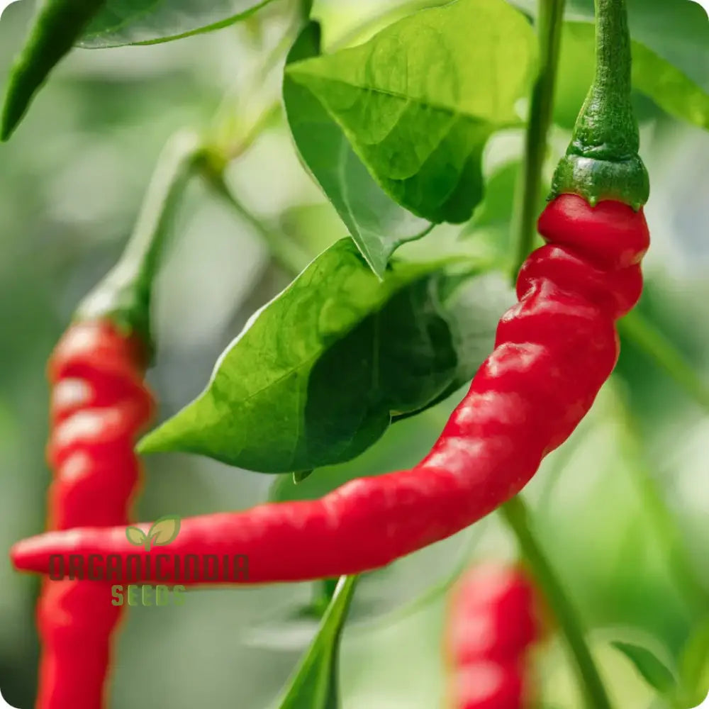 Hot Pepper Seeds - Cayenne Long Red Thin For Vibrant Flowers Ideal Planting