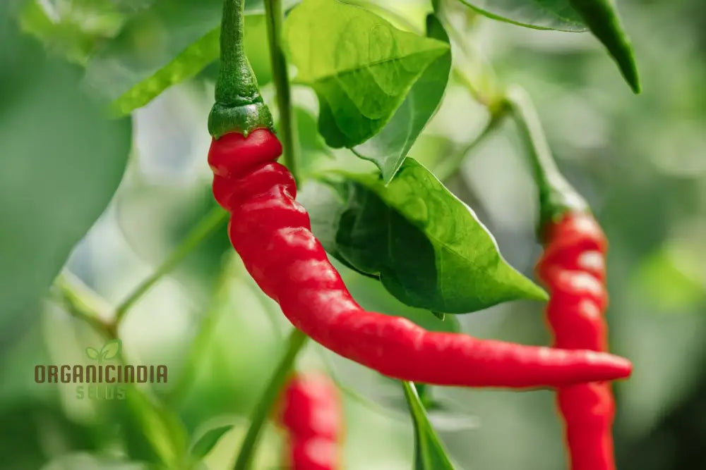 Hot Pepper Seeds - Cayenne Long Red Thin For Vibrant Flowers Ideal Planting