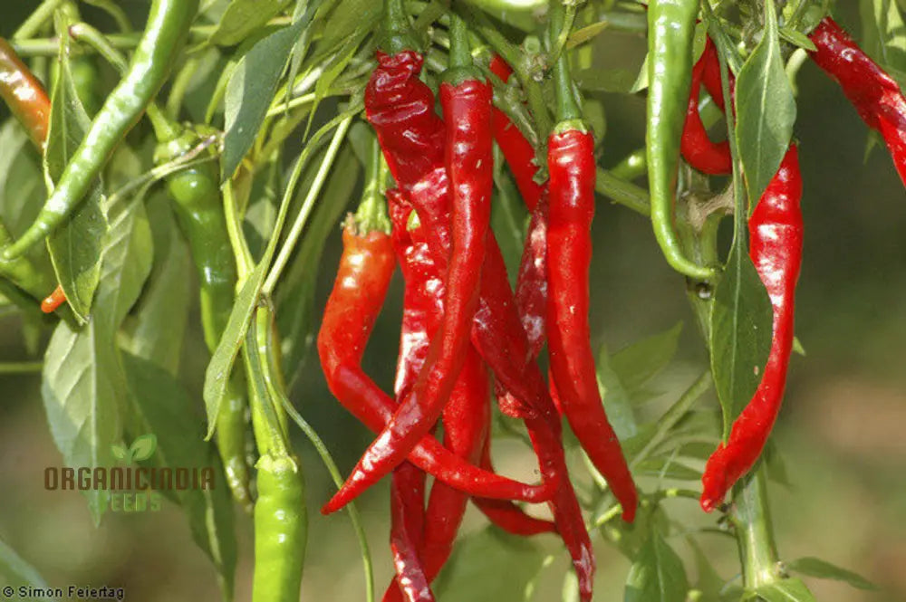 Hot Pepper Seeds - Cayenne Long Red Thin For Vibrant Flowers Ideal Planting