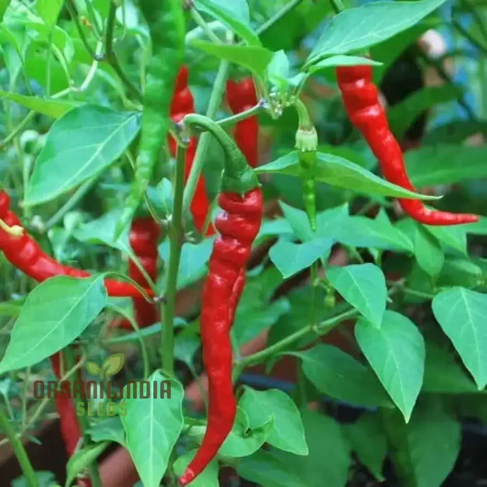 Hot Pepper Seeds - Cayenne Long Red Thin For Vibrant Flowers Ideal Planting