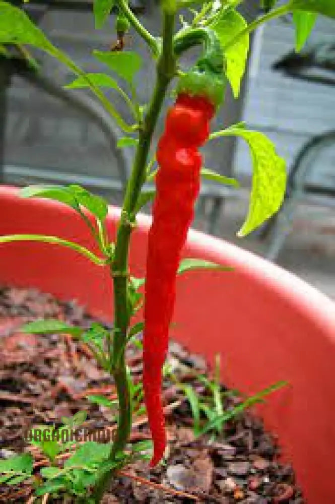 Hot Pepper Seeds - Cayenne Long Red Thin For Vibrant Flowers Ideal Planting