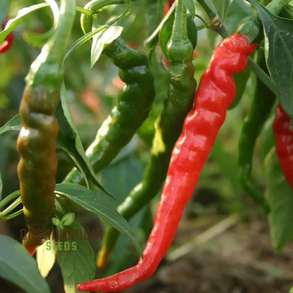 Hot Pepper Seeds - Cayenne Long Red Thin For Vibrant Flowers Ideal Planting