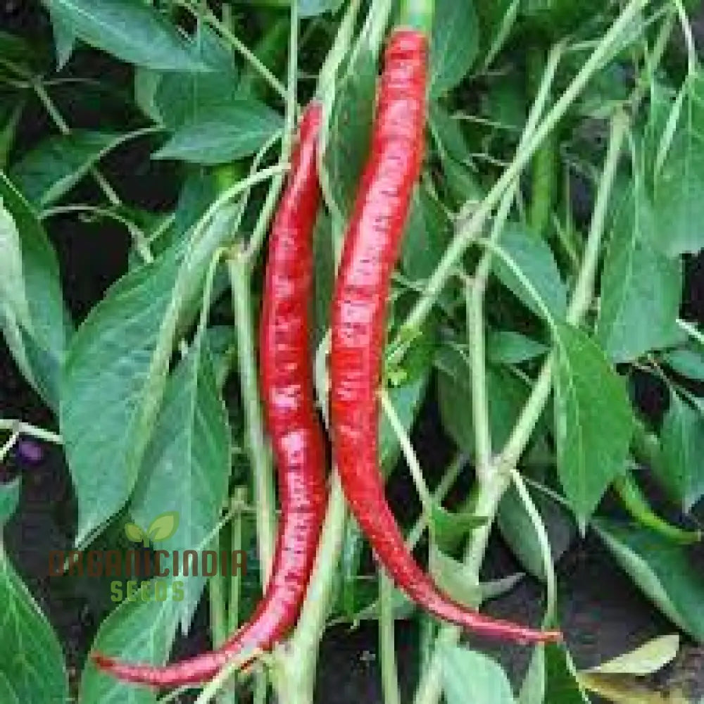 Hot Pepper Seeds - Cayenne Long Red Thin For Vibrant Flowers Ideal Planting