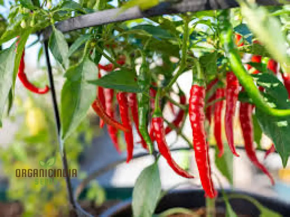 Hot Pepper Seeds - Cayenne Long Red Thin For Vibrant Flowers Ideal Planting