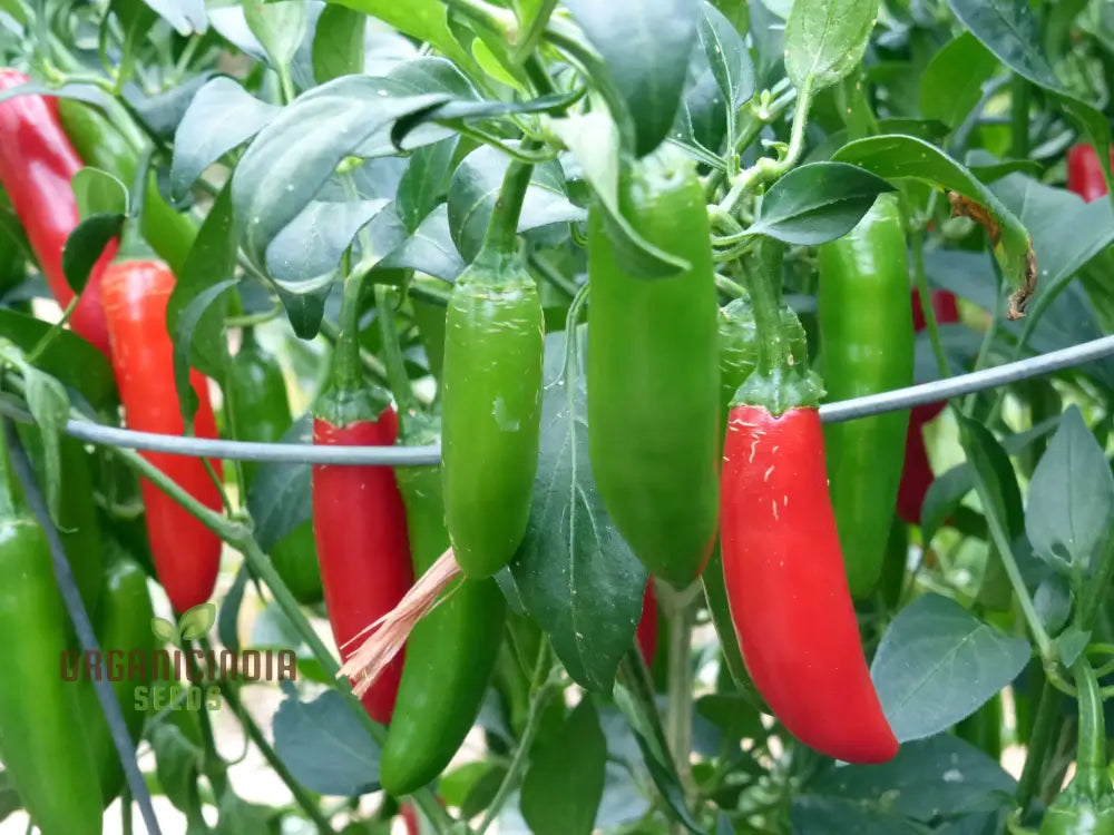 Hot Pepper Serrano Vegetable Seeds For Planting Premium Thriving Gardens