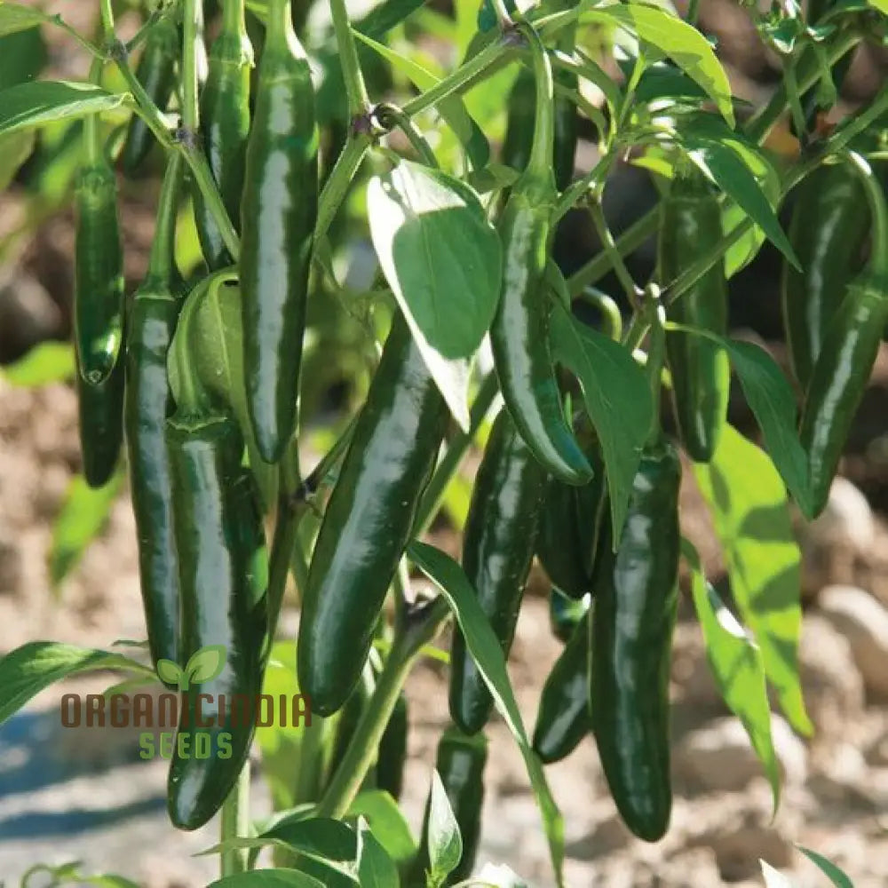 Hot Pepper Serrano Vegetable Seeds For Planting Premium Thriving Gardens