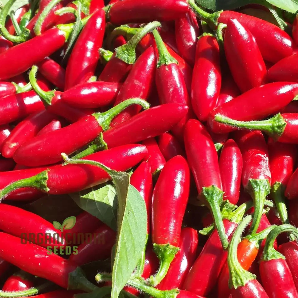 Hot Pepper Serrano Vegetable Seeds For Planting Premium Thriving Gardens