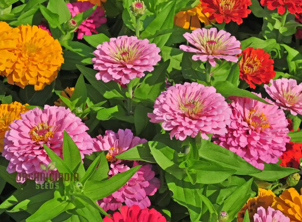 Hot Pink Zinnia Flower Seeds For Planting - 100 Pcs Seeds