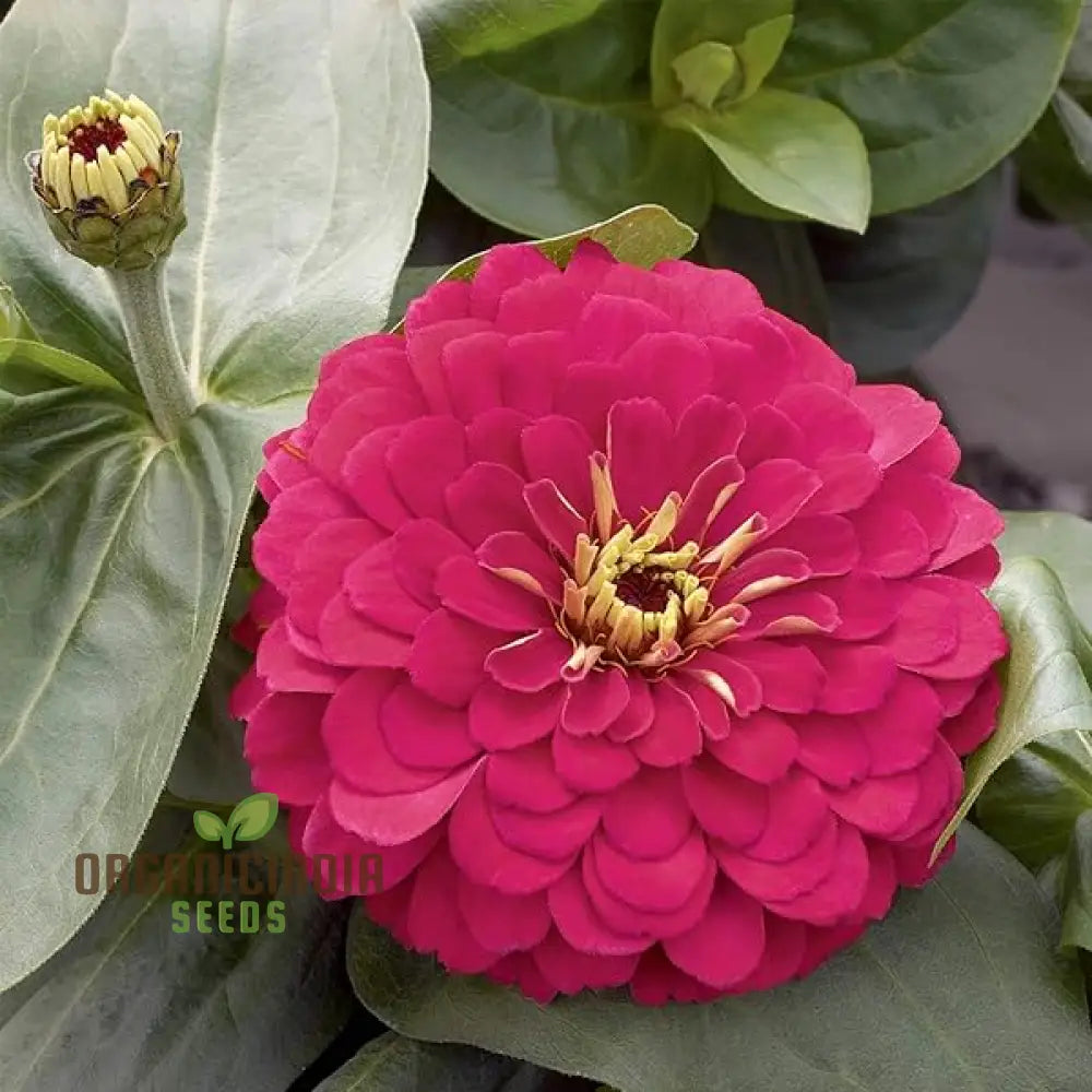 Hot Pink Zinnia Flower Seeds For Planting - 100 Pcs Seeds