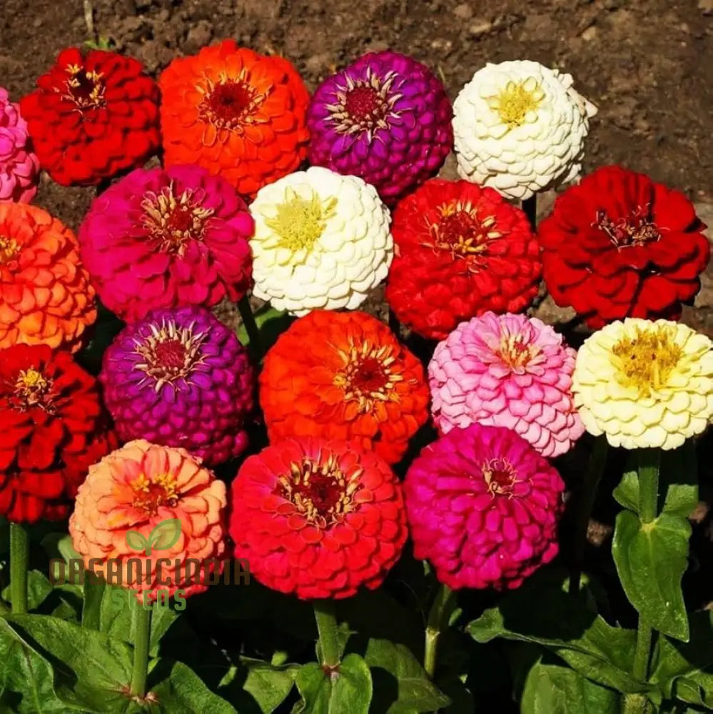 Hot Pink Zinnia Flower Seeds For Planting - 100 Pcs Seeds