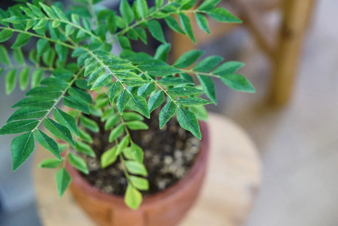 Graines de légumes à feuilles de curry biologiques à planter, cultivez le plaisir culinaire dans votre jardin