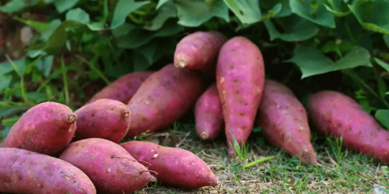 Frische Süßkartoffel-Gemüsesamen – 100 Stück zum Anpflanzen, rosa Sorte