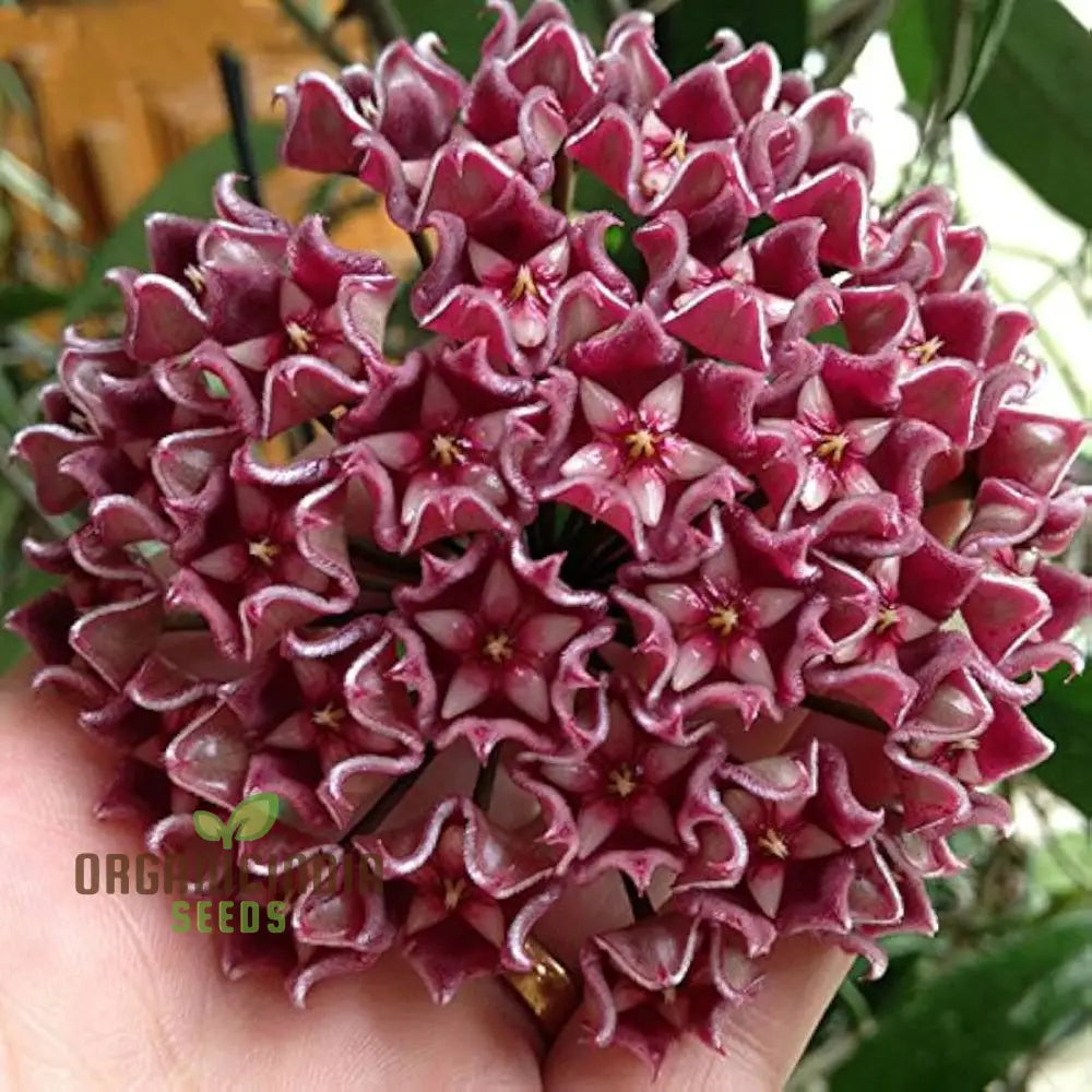 Hoya Flower Seeds For Beautiful Planting - 100 Pcs Seeds