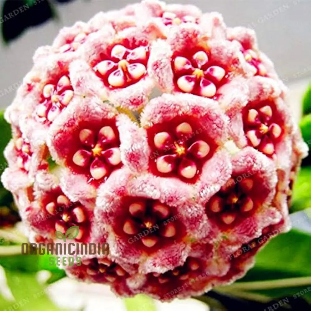 Hoya Flower Seeds For Beautiful Planting - 100 Pcs Seeds