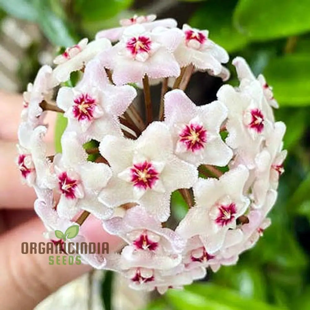 Hoya Flower Seeds For Beautiful Planting - 100 Pcs Seeds