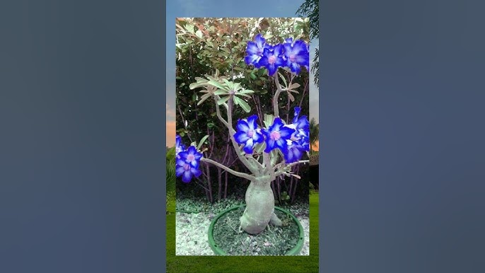 Blue White Desert Rose Adenium Seeds for Planting - 100 pcs - Flower seeds