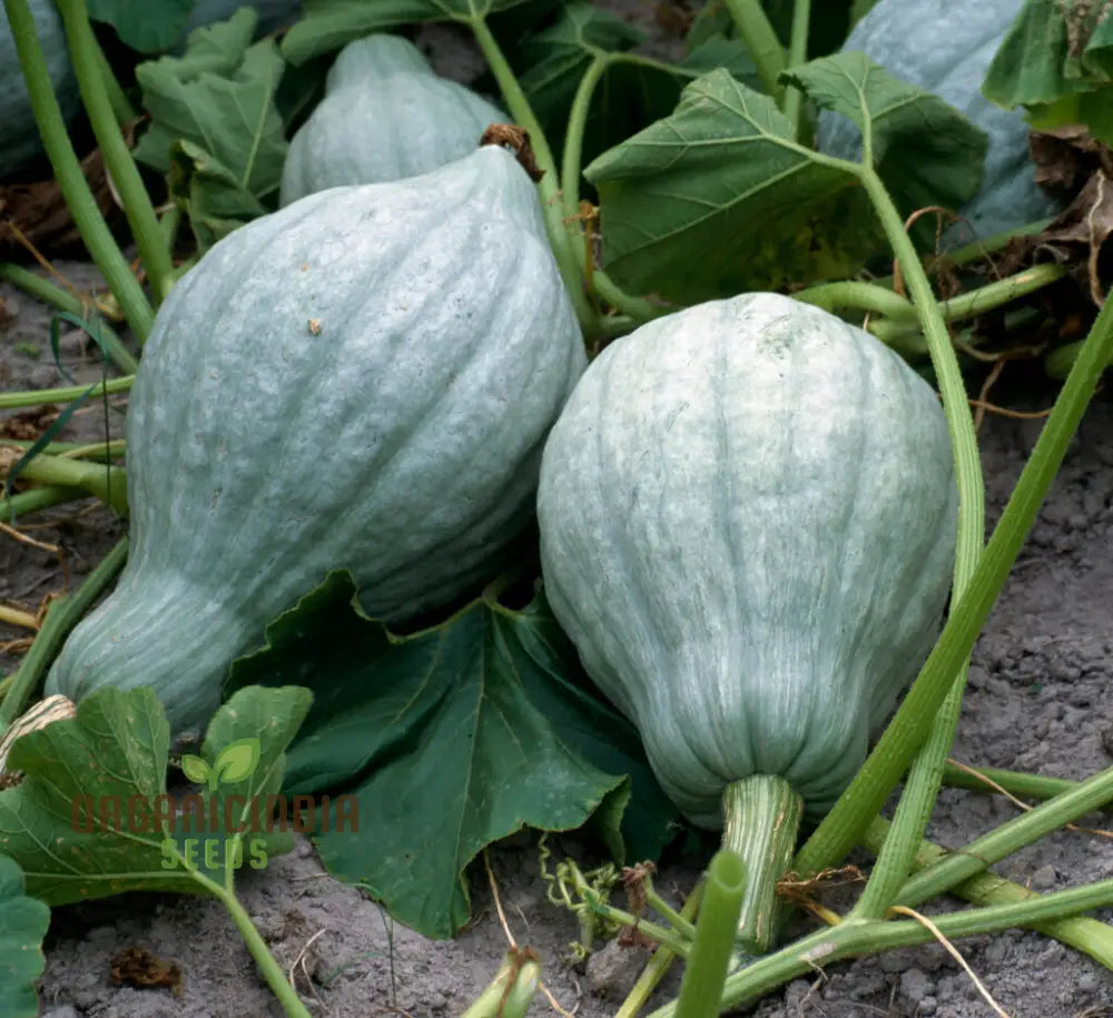 Hubbard Blue Winter Squash Seeds For Gardening | Heirloom Seed Variety Perfect Home Gardens