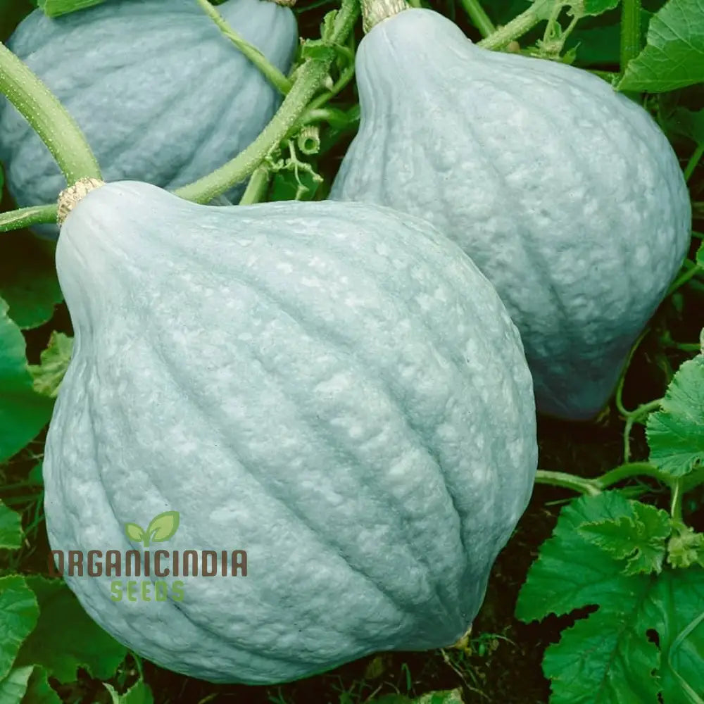 Hubbard Blue Winter Squash Seeds For Gardening | Heirloom Seed Variety Perfect Home Gardens