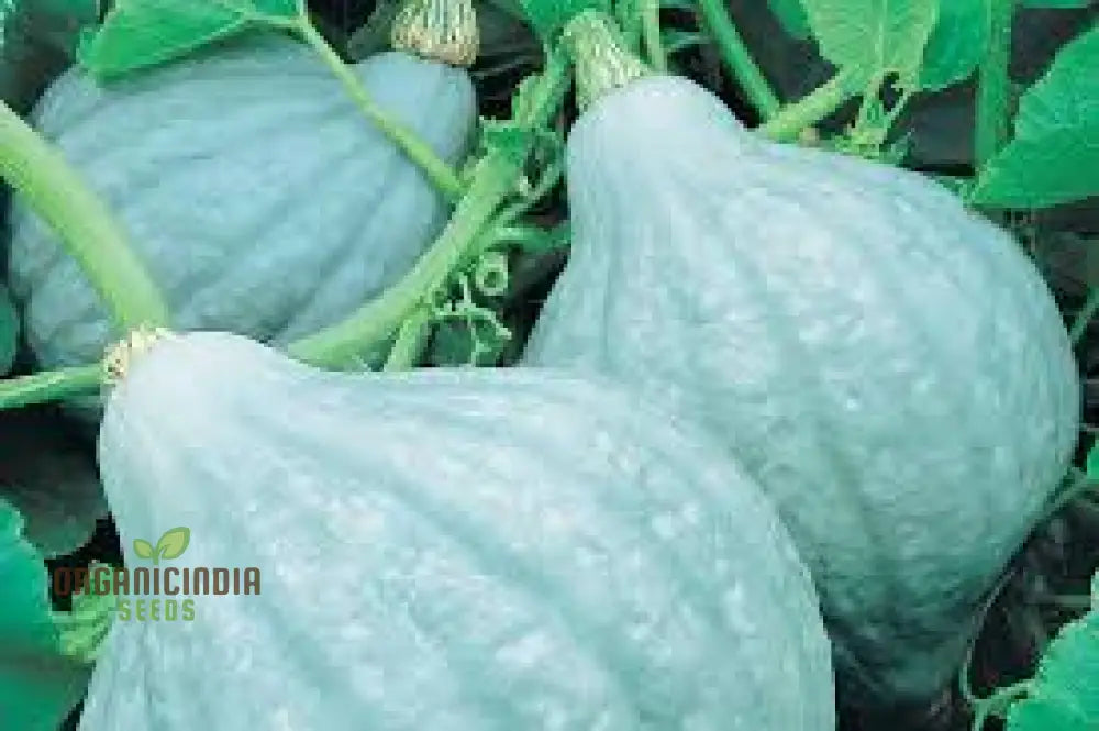 Hubbard Blue Winter Squash Seeds For Gardening | Heirloom Seed Variety Perfect Home Gardens