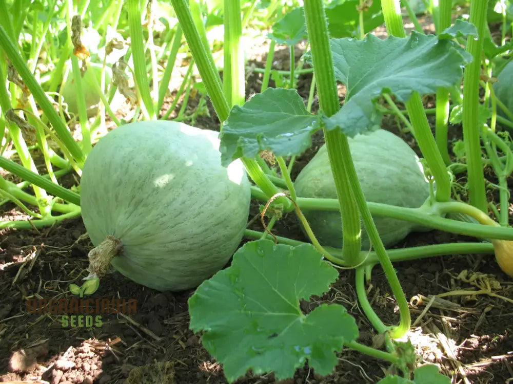 Hubbard Blue Winter Squash Seeds For Gardening | Heirloom Seed Variety Perfect Home Gardens