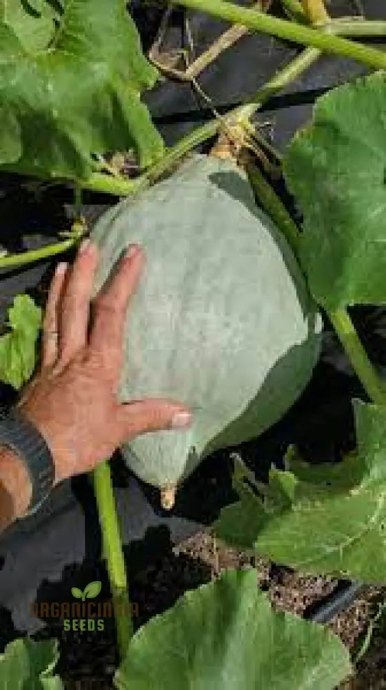 Hubbard Blue Winter Squash Seeds For Gardening | Heirloom Seed Variety Perfect Home Gardens