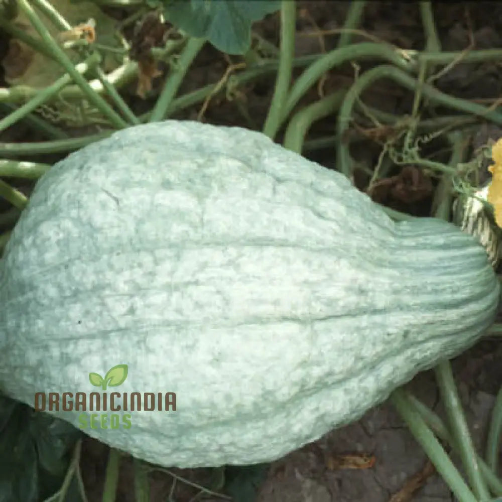 Hubbard Blue Winter Squash Seeds For Gardening | Heirloom Seed Variety Perfect Home Gardens