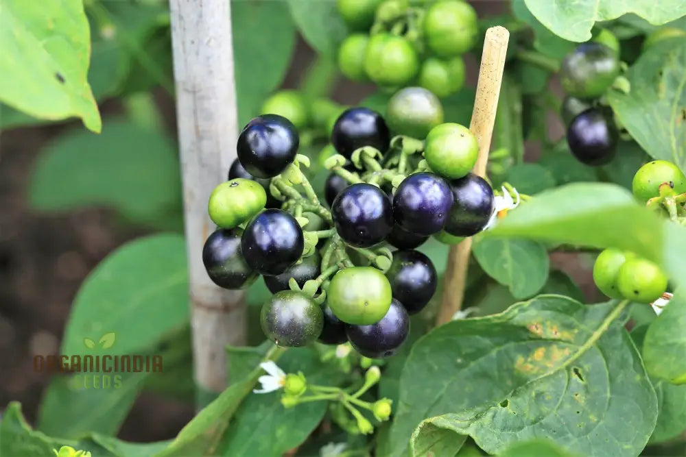 Huckleberry Fruit Seeds Cultivating Delicious Harvests With Expert Planting And Gardening Techniques