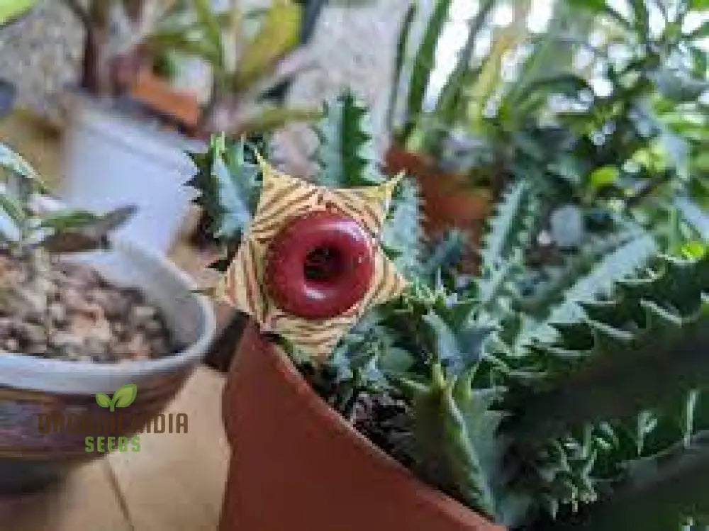 Huernia Zebrina Lifesaver Cactus Seeds For Gardening Enthusiasts - Exotic Succulent