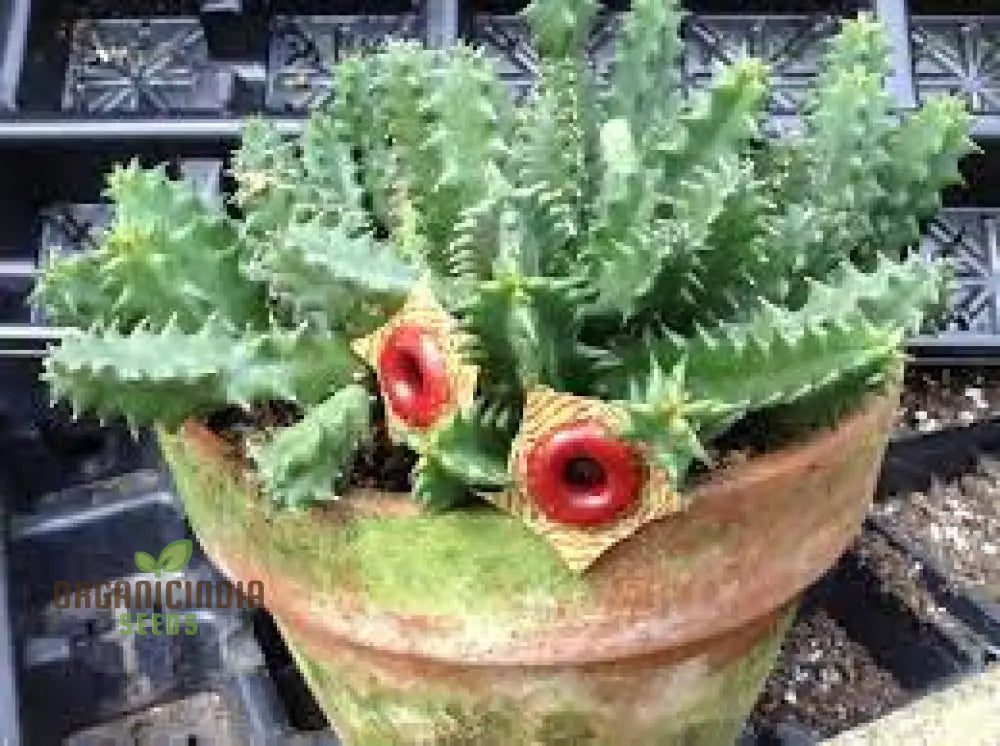 Huernia Zebrina Lifesaver Cactus Seeds For Gardening Enthusiasts - Exotic Succulent