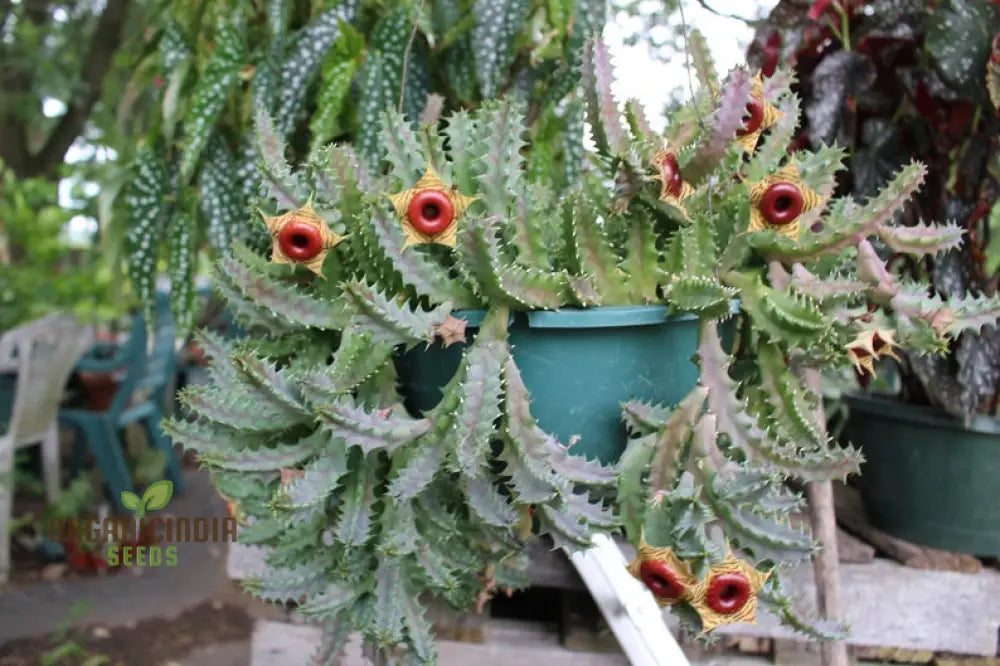 Huernia Zebrina Lifesaver Cactus Seeds For Gardening Enthusiasts - Exotic Succulent