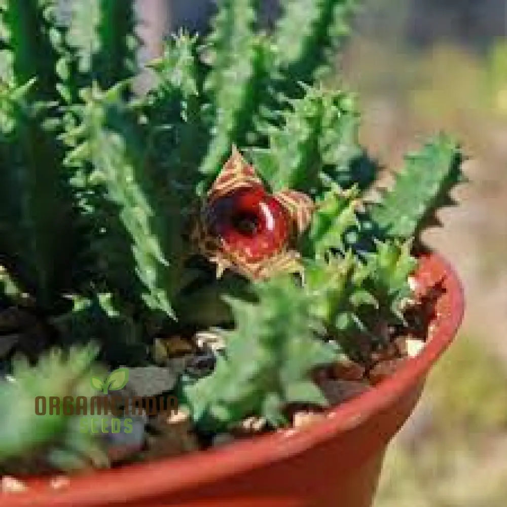 Huernia Zebrina Lifesaver Cactus Seeds For Gardening Enthusiasts - Exotic Succulent