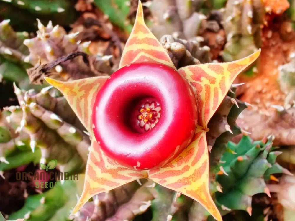 Huernia Zebrina Lifesaver Cactus Seeds For Gardening Enthusiasts - Exotic Succulent