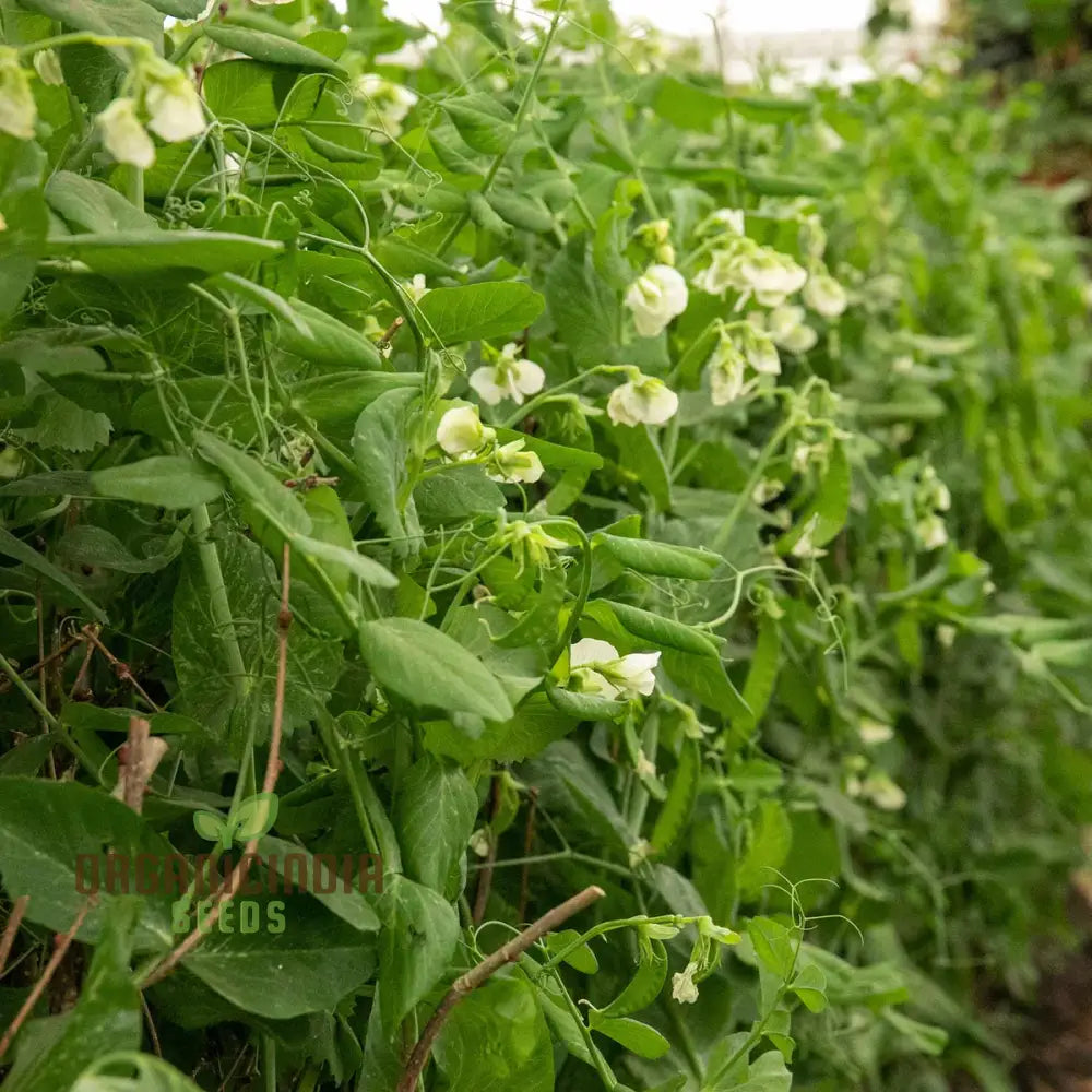 Hurst Greenshaft Pea Seeds Heirloom English Garden Vegetable Early Harvest Ideal For Home Gardening