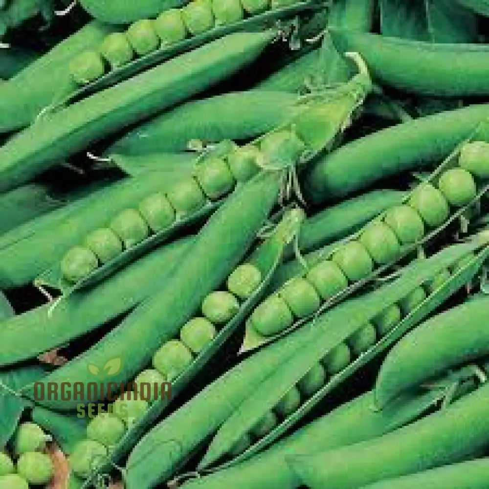 Hurst Greenshaft Pea Seeds Heirloom English Garden Vegetable Early Harvest Ideal For Home Gardening