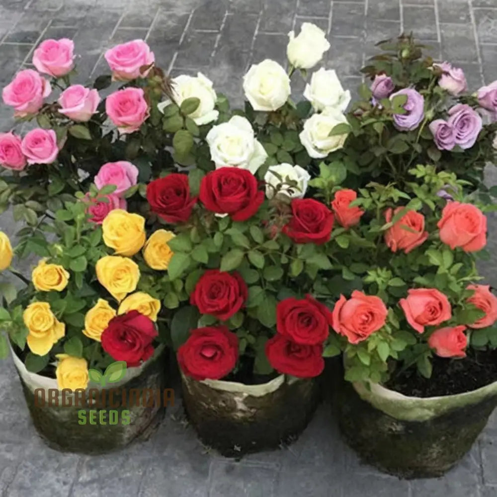 Hybrid All Season Mixed Rose Flower Seeds – Elevate Your Gardening With A Spectacular Array Of