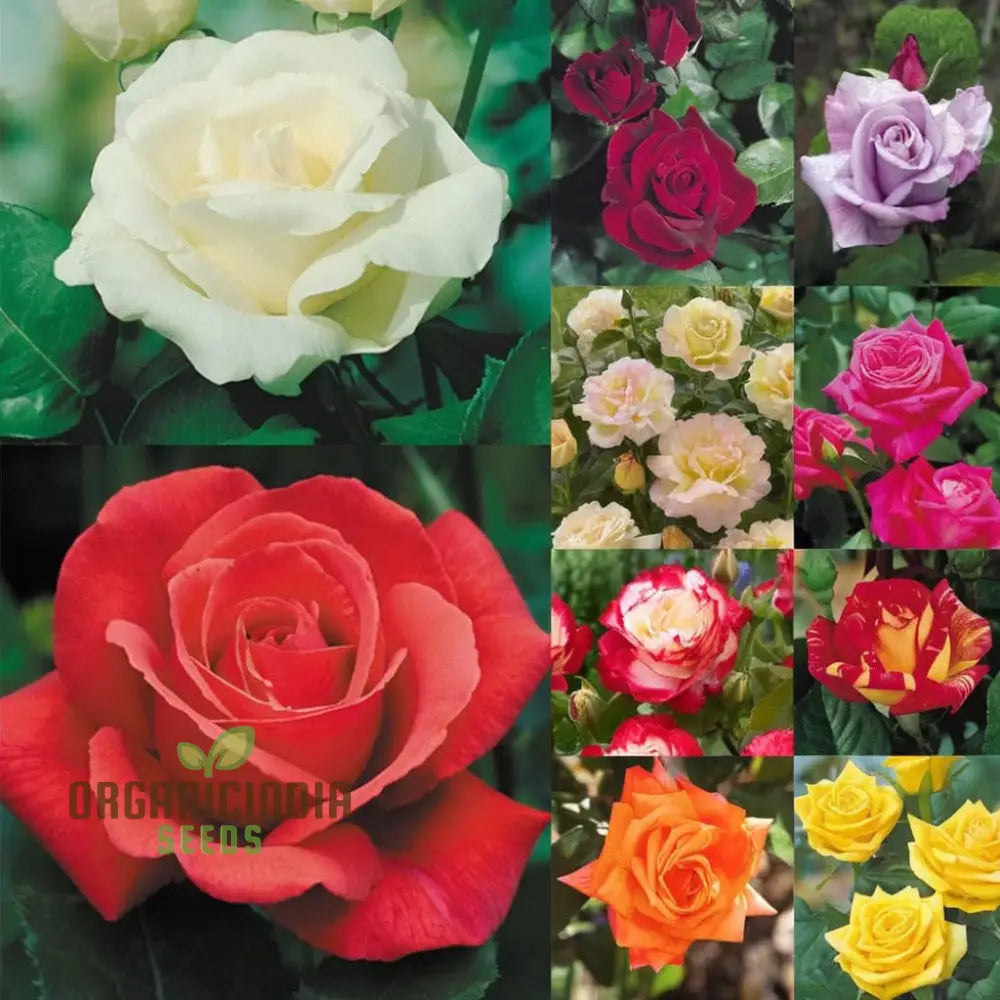 Hybrid All Season Mixed Rose Flower Seeds – Elevate Your Gardening With A Spectacular Array Of