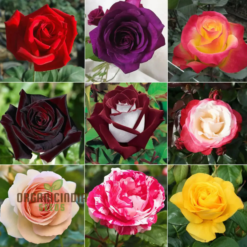 Hybrid All Season Mixed Rose Flower Seeds â€“ Elevate Your Gardening With A Spectacular Array Of