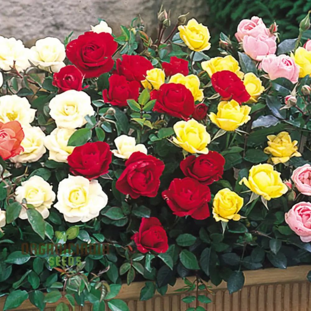 Hybrid All Season Mixed Rose Flower Seeds – Elevate Your Gardening With A Spectacular Array Of