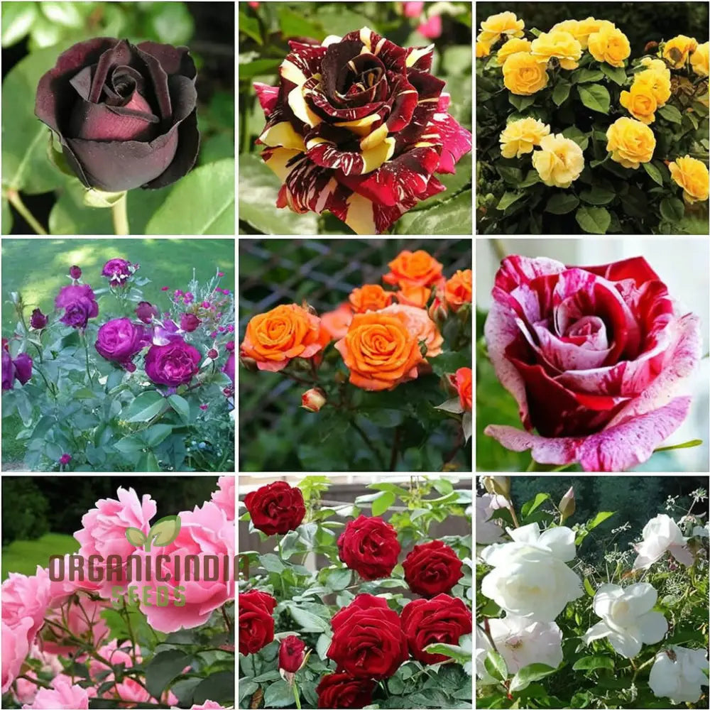 Hybrid All Season Mixed Rose Flower Seeds – Elevate Your Gardening With A Spectacular Array Of