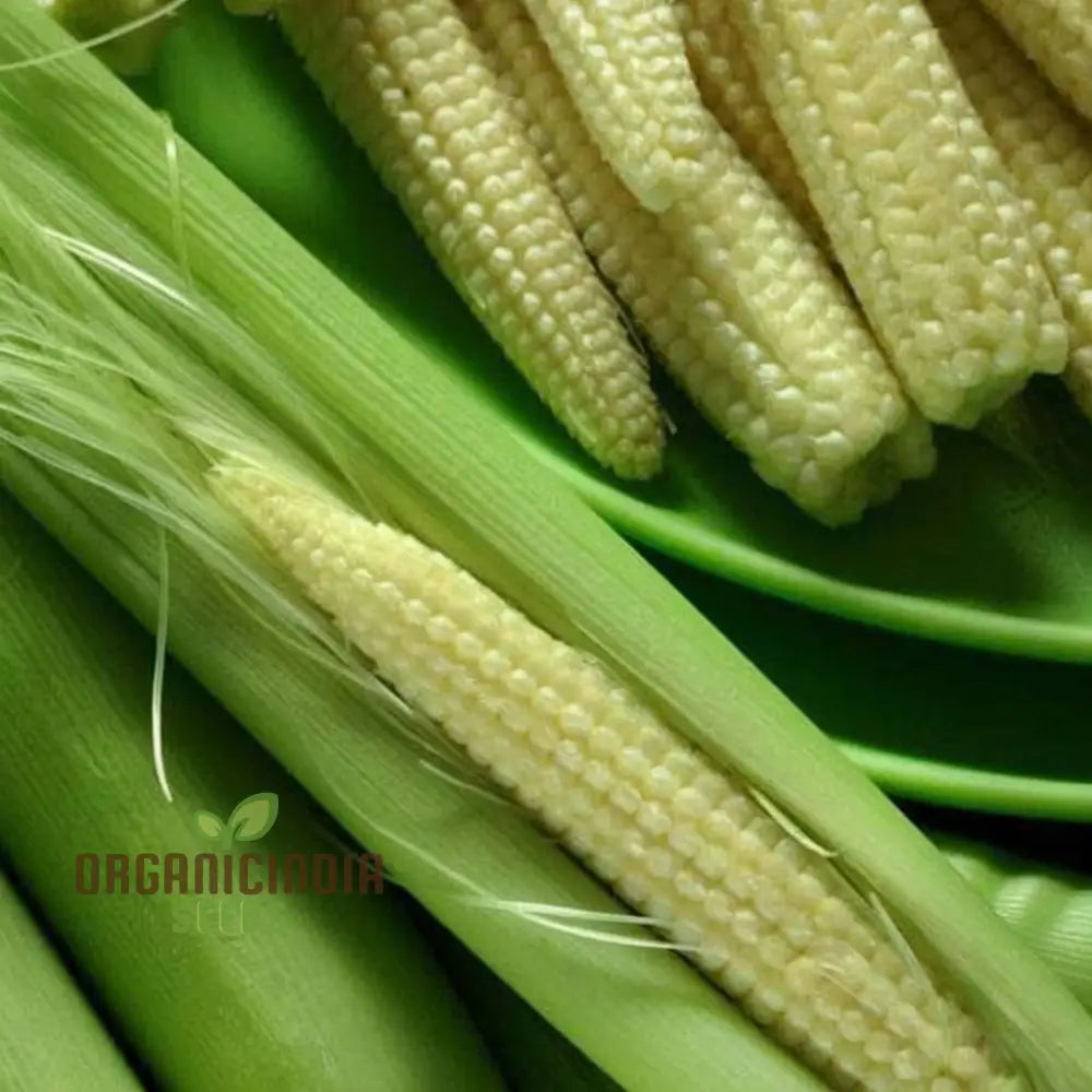 Hybrid Baby Corn Seeds – Enhance Your Gardening Experience With Sweet Tender Straight From Garden!