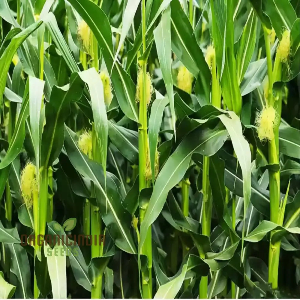 Hybrid Baby Corn Seeds – Enhance Your Gardening Experience With Sweet Tender Straight From Garden!