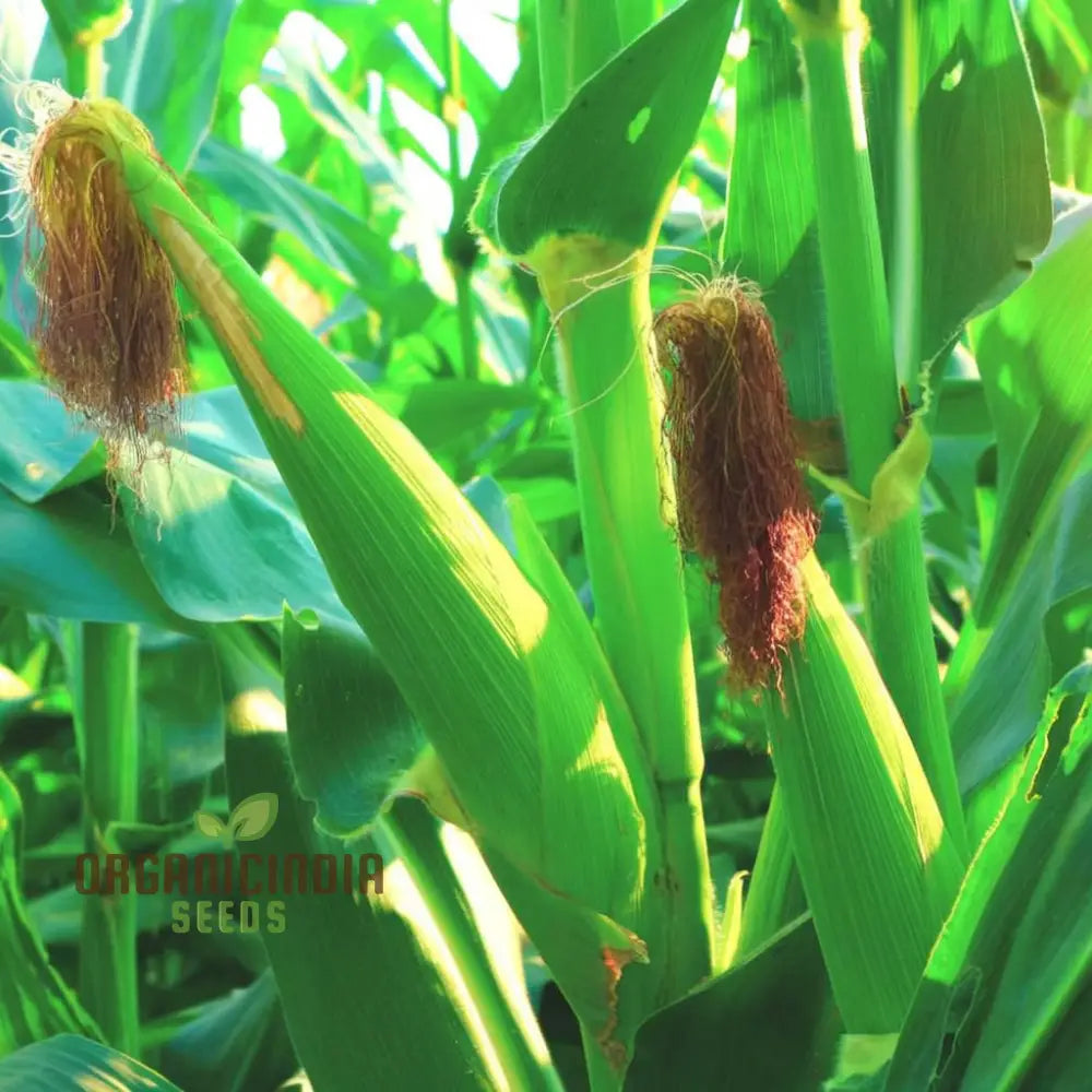 Hybrid Baby Corn Seeds – Enhance Your Gardening Experience With Sweet Tender Straight From Garden!