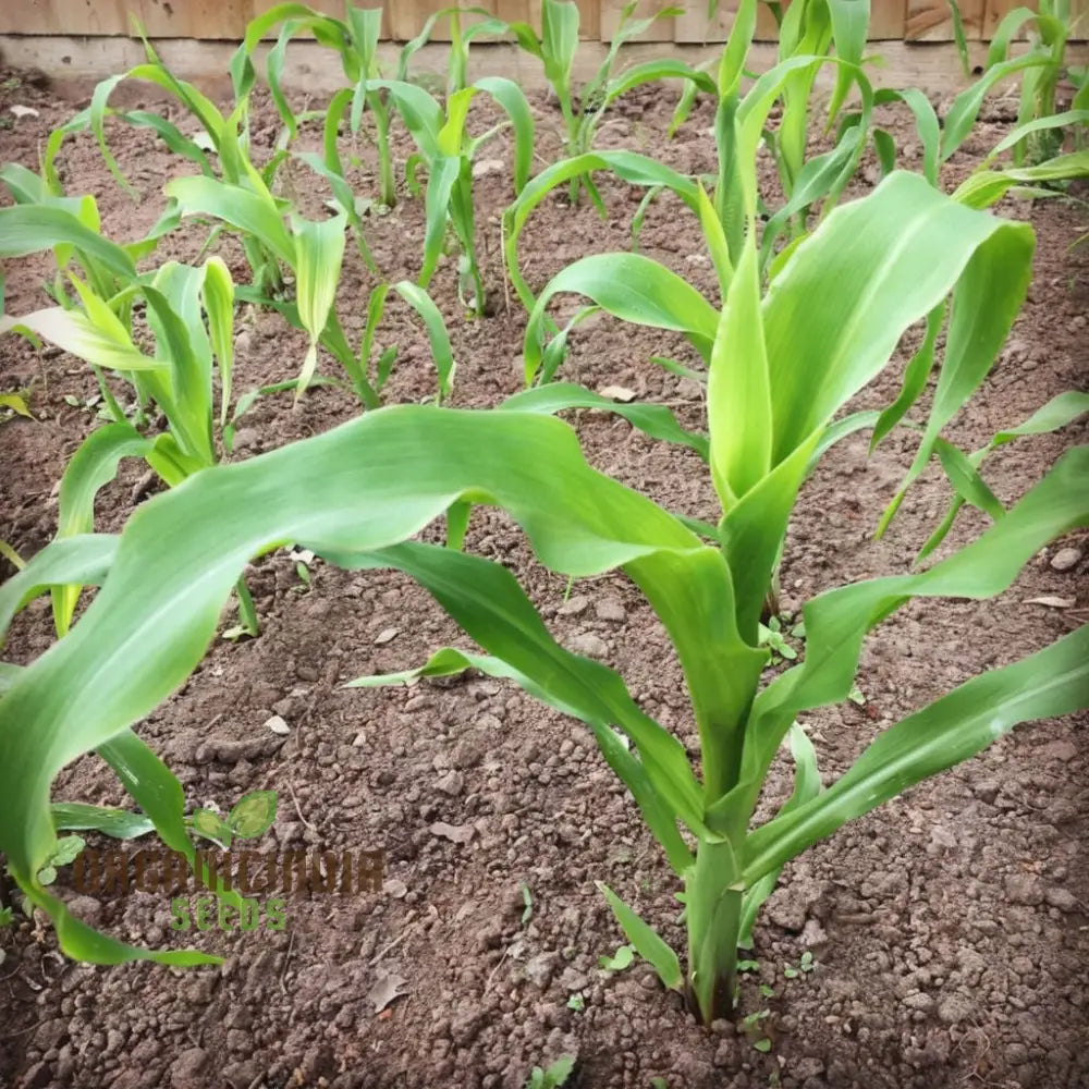 Hybrid Baby Corn Seeds – Enhance Your Gardening Experience With Sweet Tender Straight From Garden!