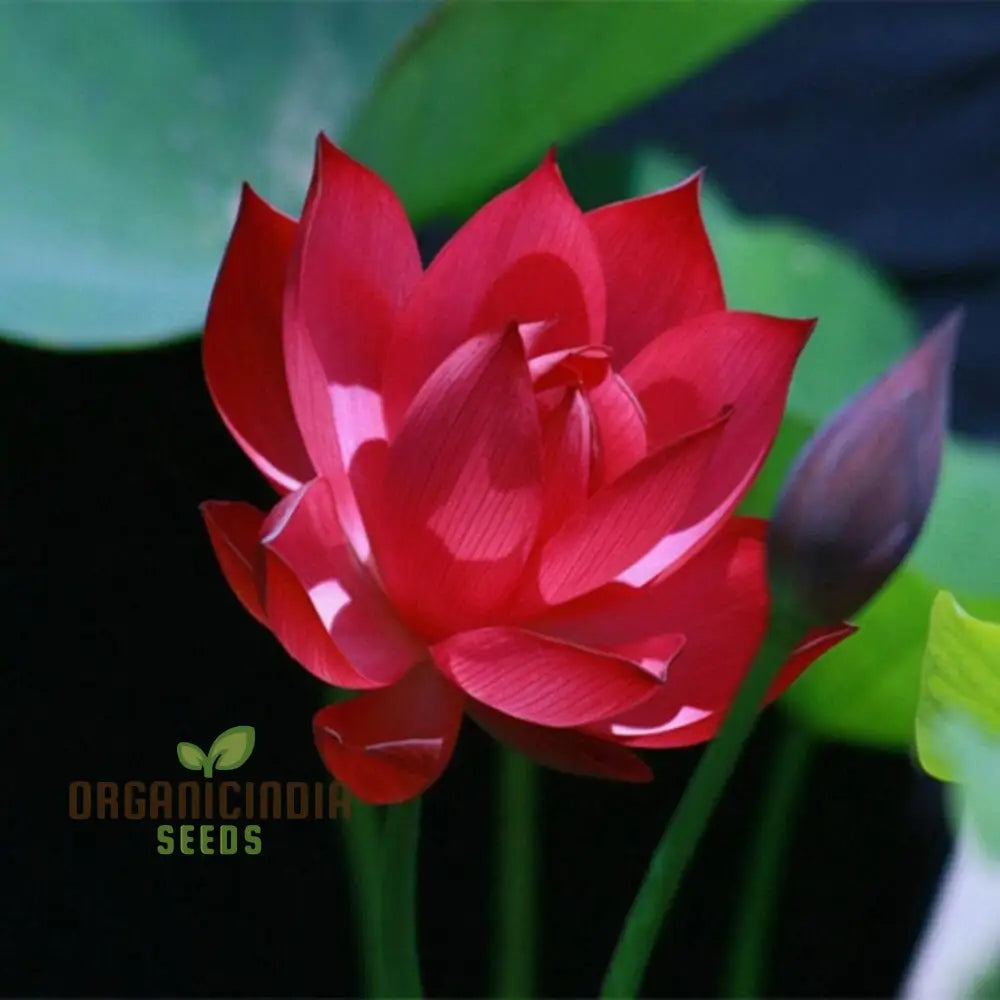 Hybrid Lotus Flower Seeds – Elevate Your Gardening Experience With Stunning Resilient Blooms